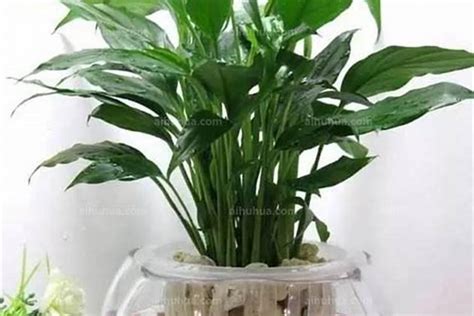 水种植物风水|易经风水——植物风水大全